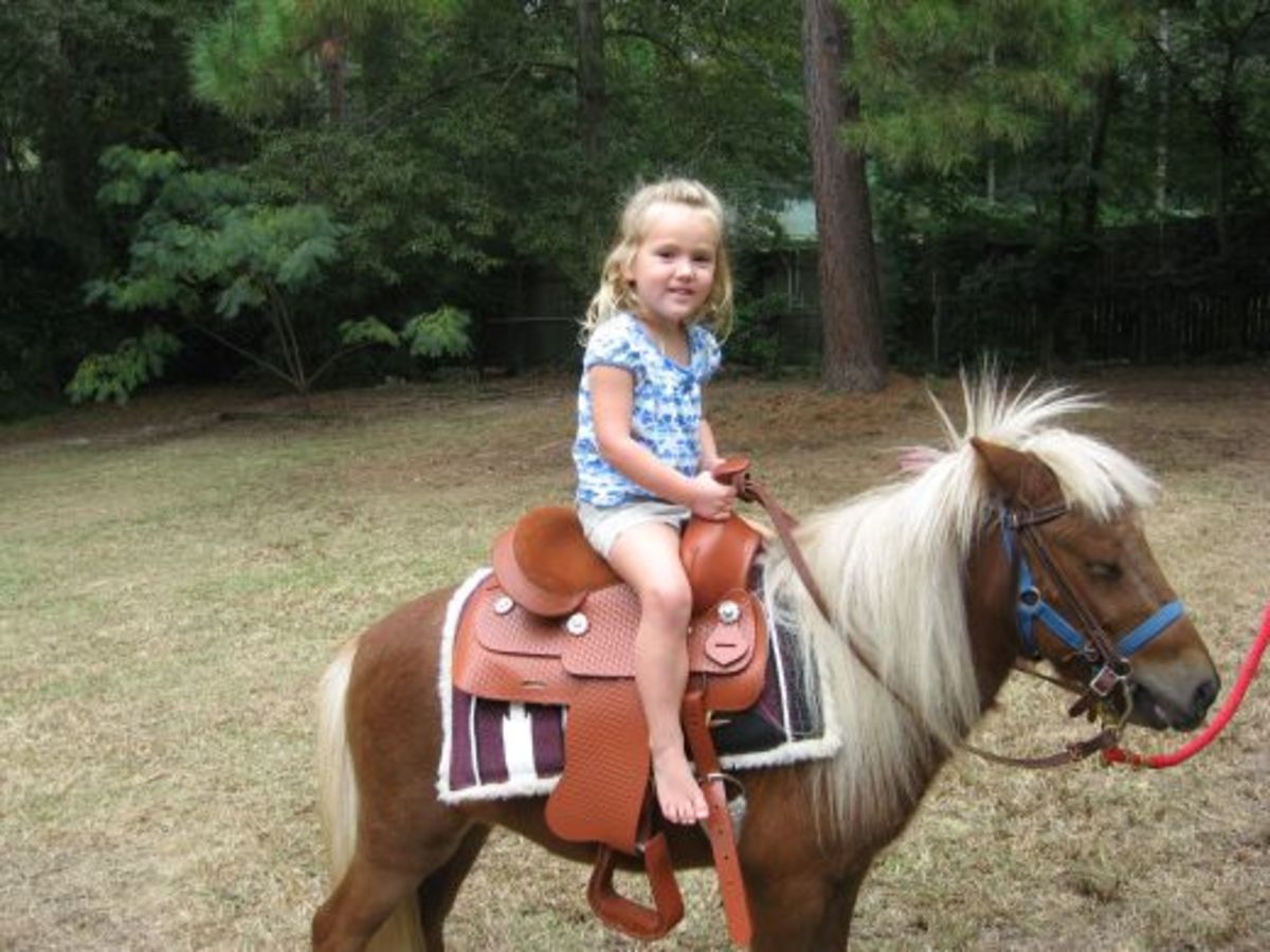 Best Saddles For Beginning Horseback Riding HubPages