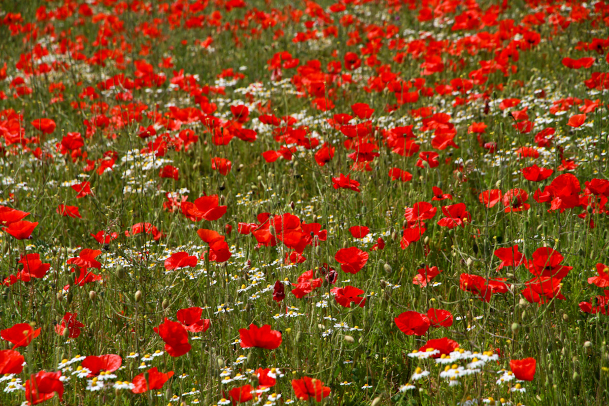 How to Grow Red Field Poppies hubpages