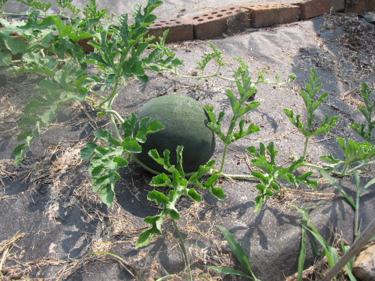 Tips Growing Watermelon in a Small Garden in 5 Easy Steps HubPages