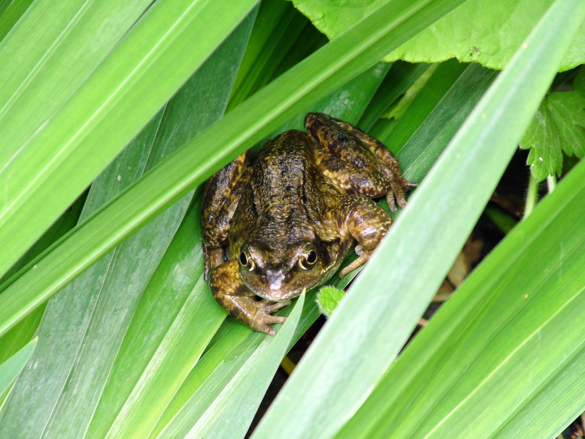 Collective Nouns HubPages