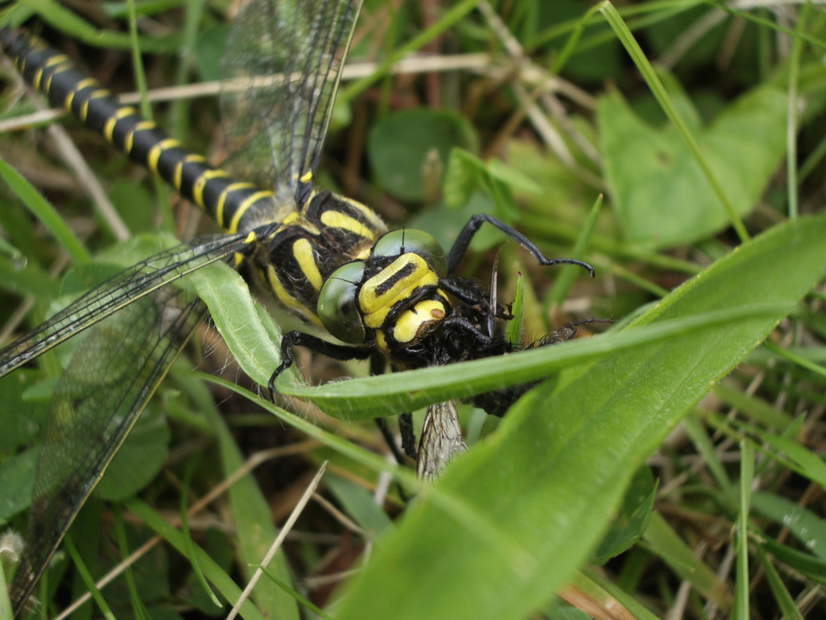 50 Macrophotography / Microphotography of the Dragonfly