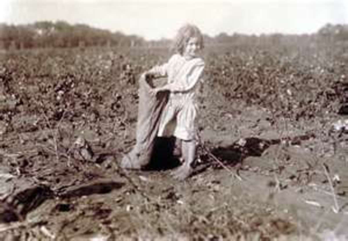 Picking Cotton By Hand In The South HubPages