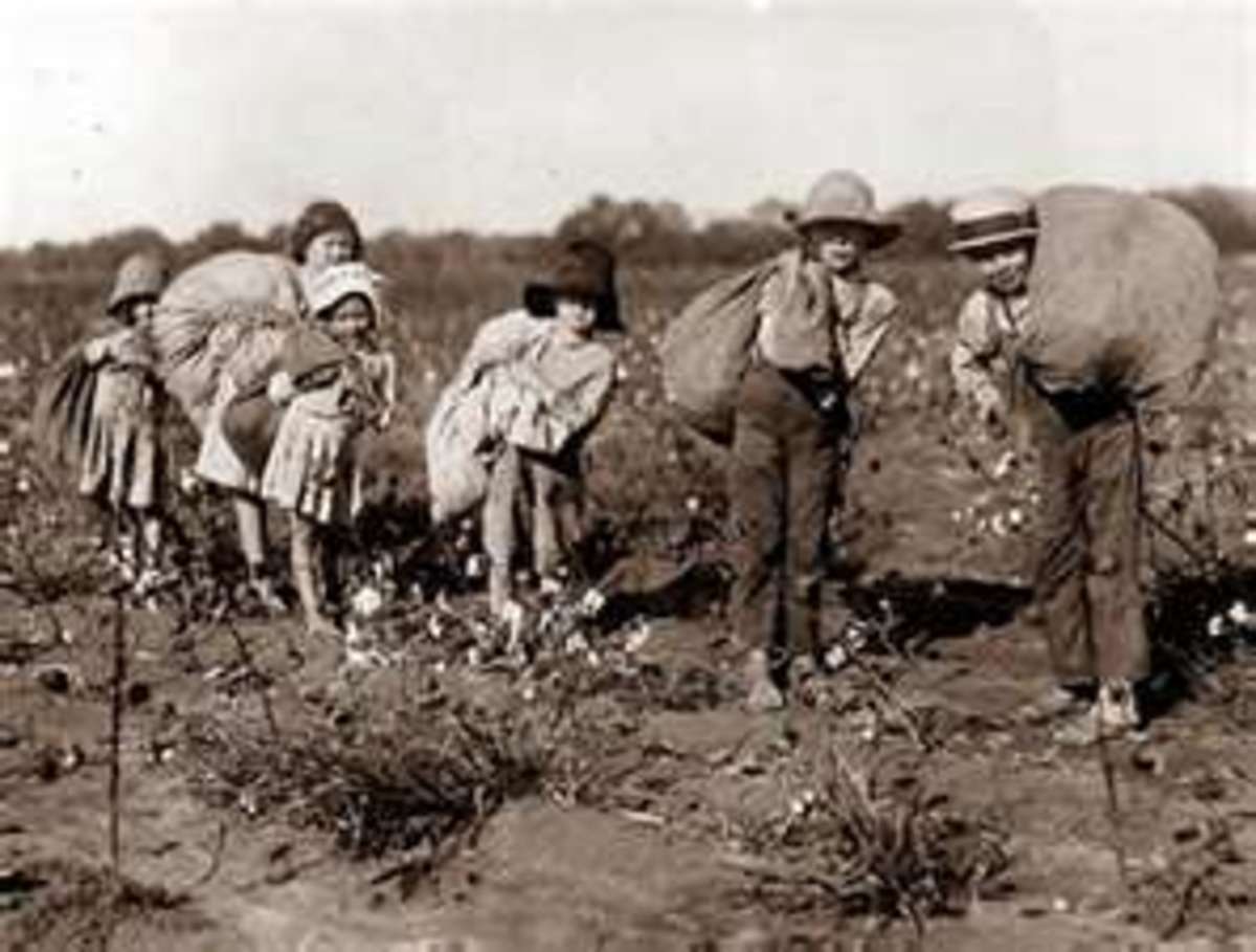 Picking Cotton By Hand In The South HubPages