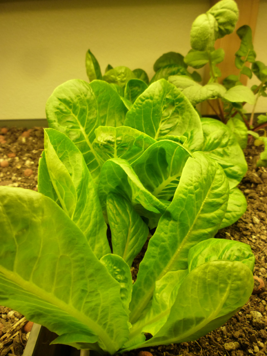 How to Grow Lettuce Inside Your Home