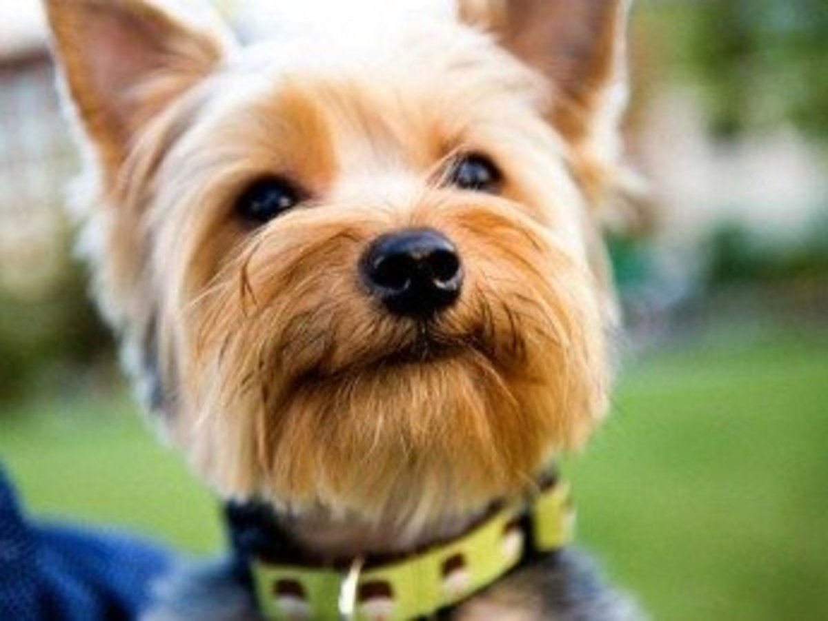 The Canine Roommate Top 10 Best Dog Breeds For Apartment Living