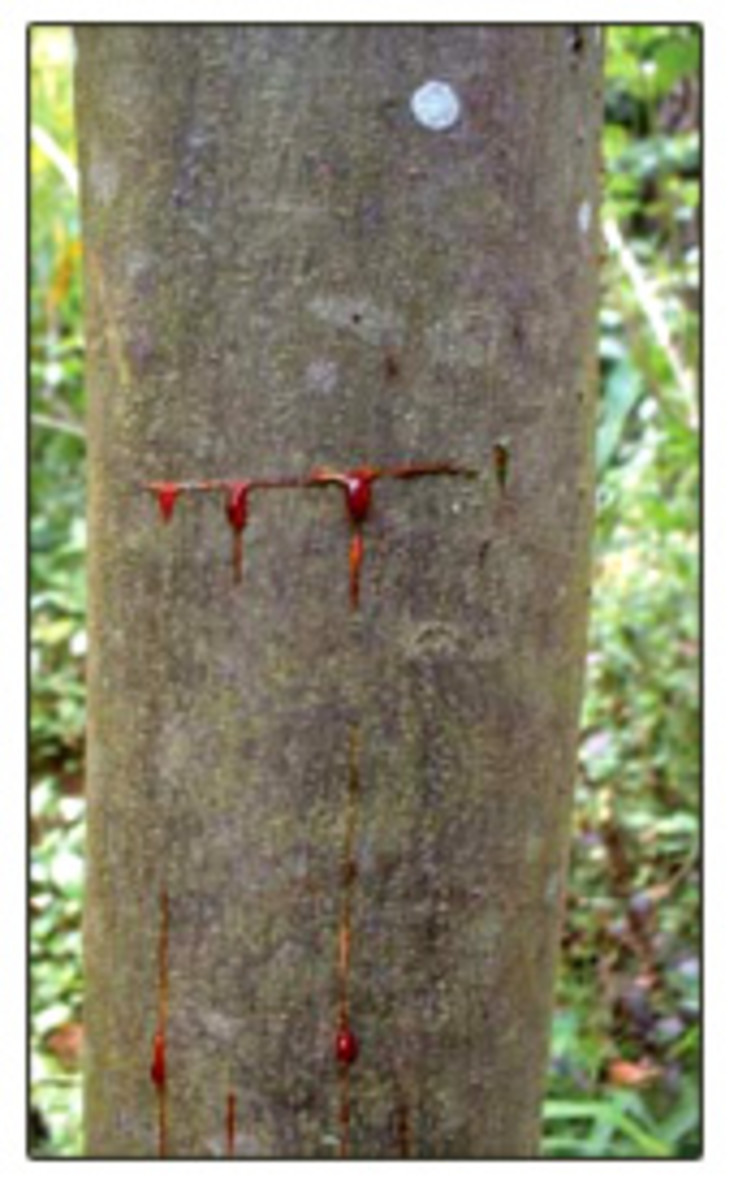 Health Benefits of Dragons Blood (Sangre De Drago) HubPages