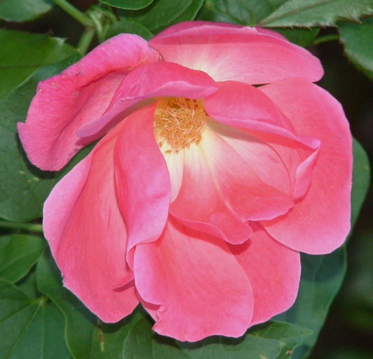 Roses in Pictures, Poetry, Song, Literature and Famous Quotes HubPages