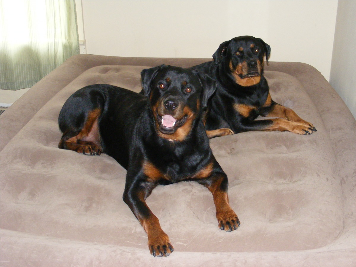 The Risks of Raising Two Female Dogs PetHelpful