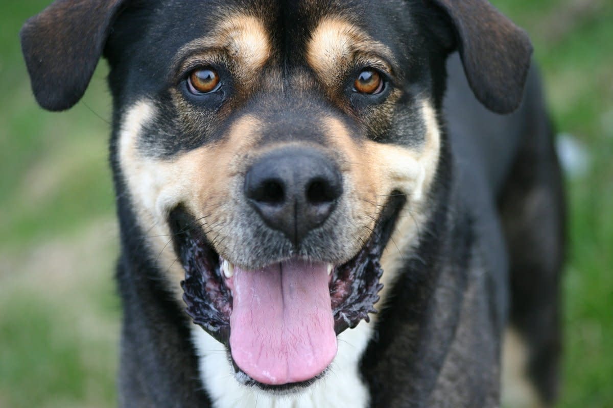 Boring Dog Names PetHelpful