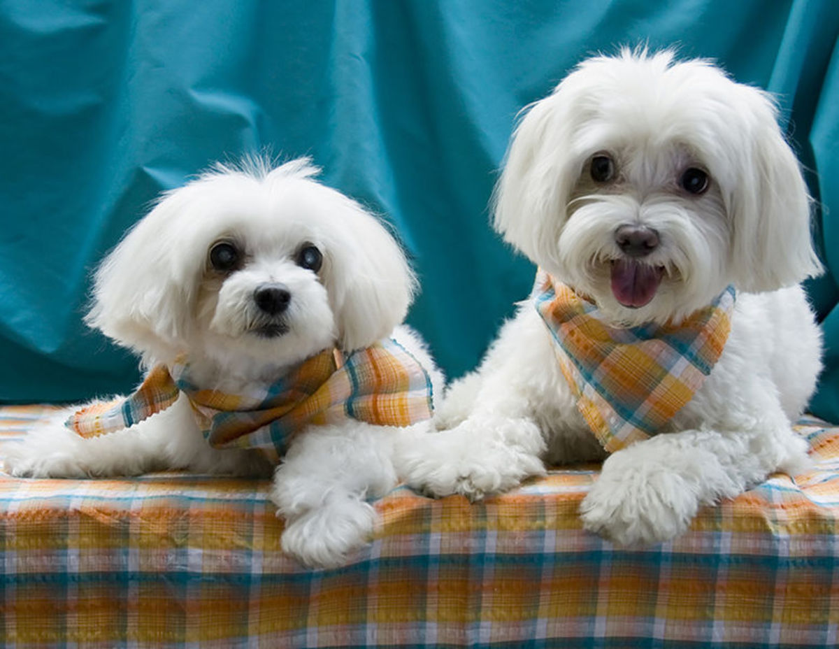 Maltese Dog Breed Dogs of Nobility HubPages
