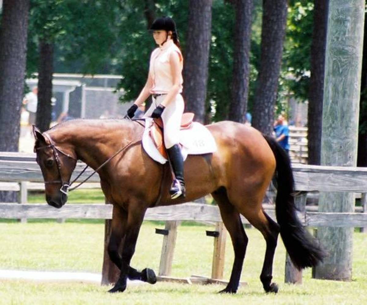 American Saddlebred Horse Interesting Facts You May Not Even Have Known