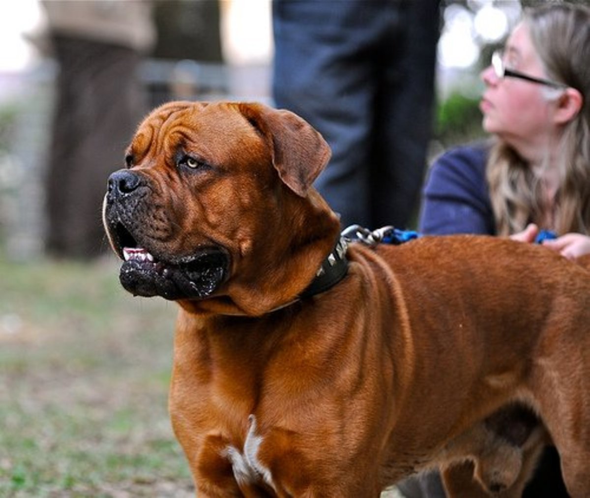 Dogue de Bordeaux The Mastiff Breed That Can't Be