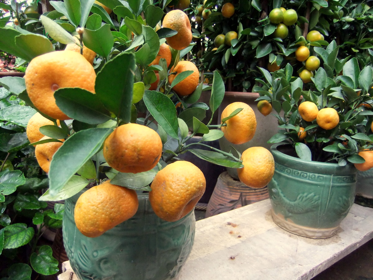 Tangerine and Orange Chinese New Year Symbols Tangerine Recipe