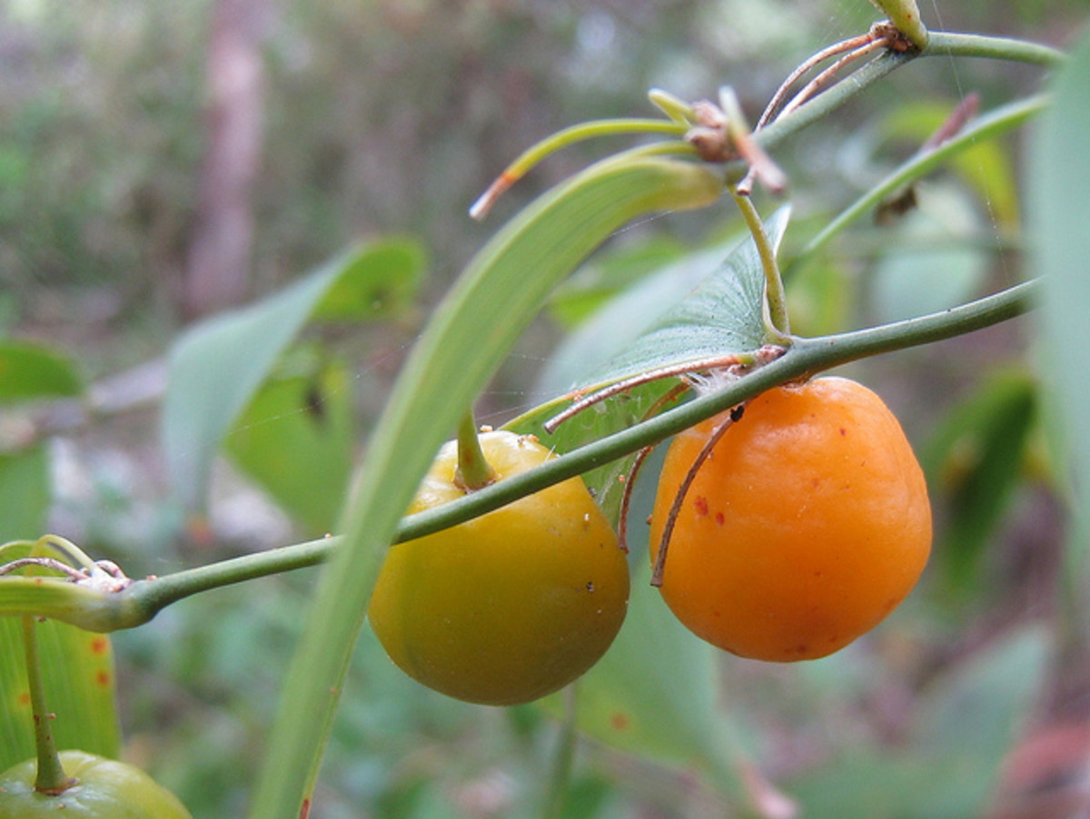 Australian Native Plant Profile Fraser Island Creeper