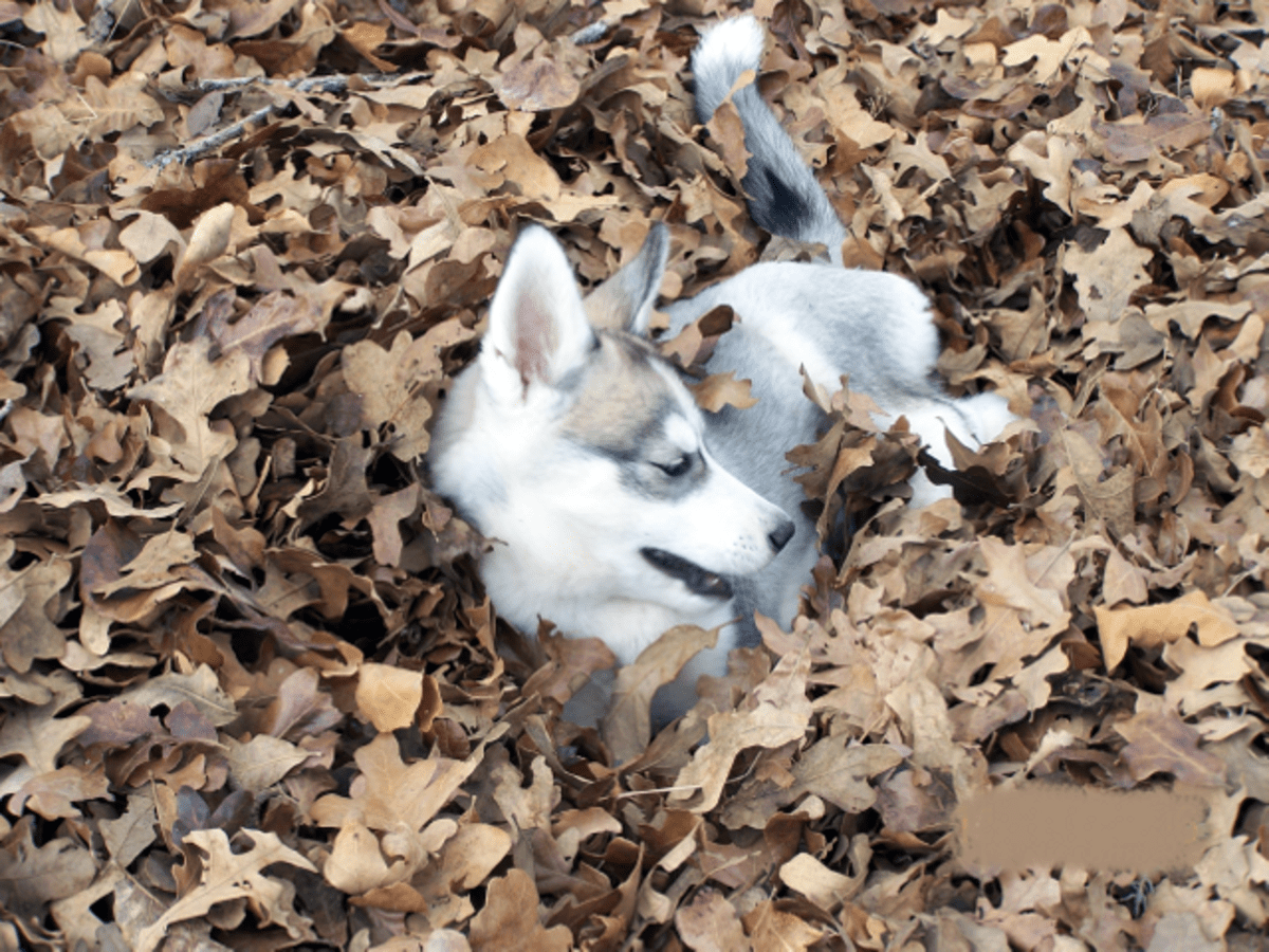 Facts About the Siberian Husky An Excellent Dog Breed PetHelpful