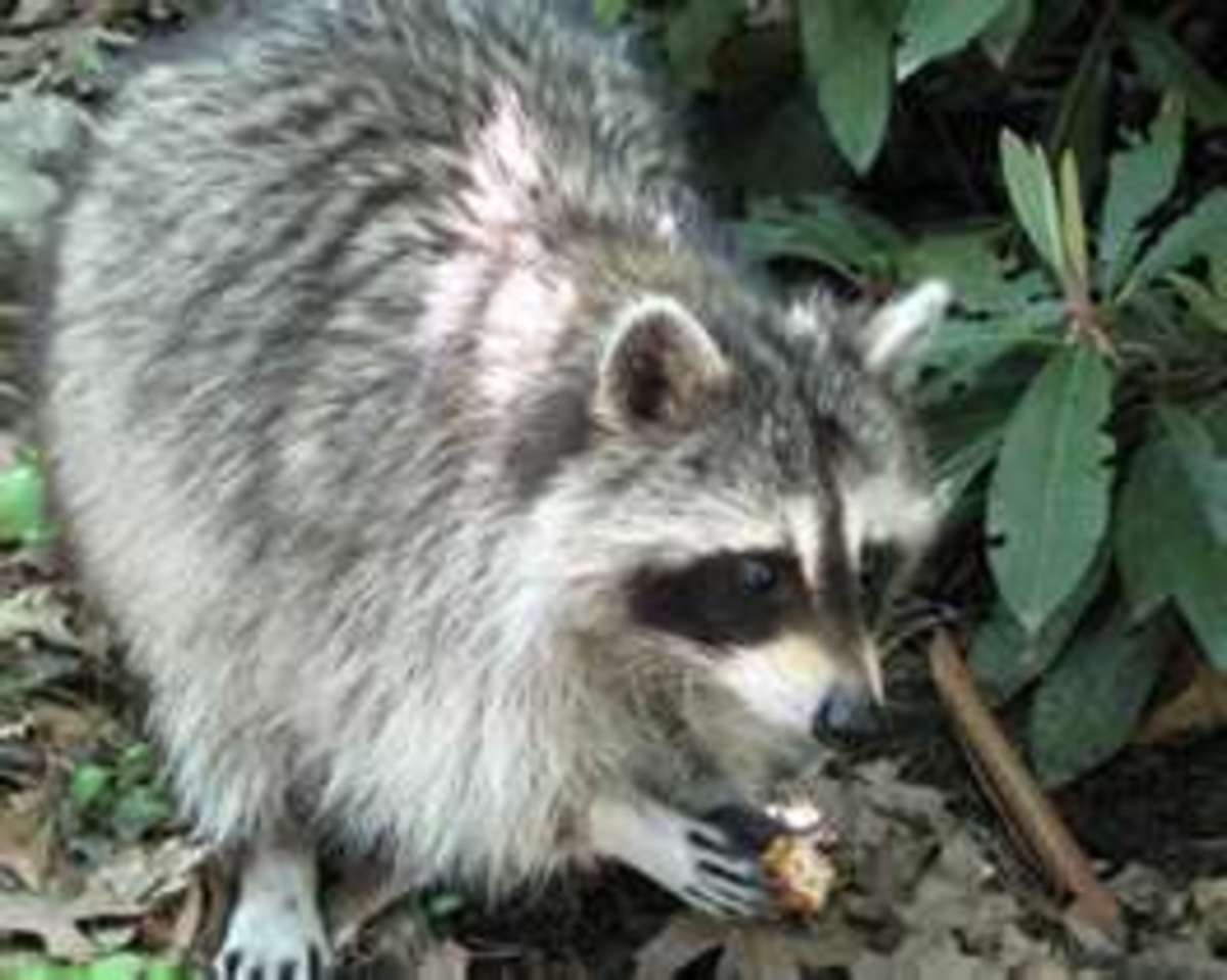 Wildlife In The State Of Florida Photos Of Some Of The Most Common Wild Animals Seen In Florida