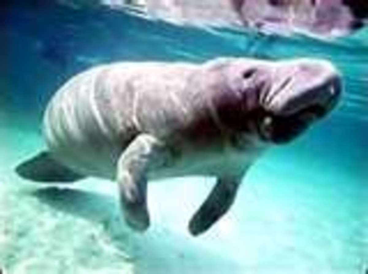 Wildlife In The State Of Florida Photos Of Some Of The Most Common