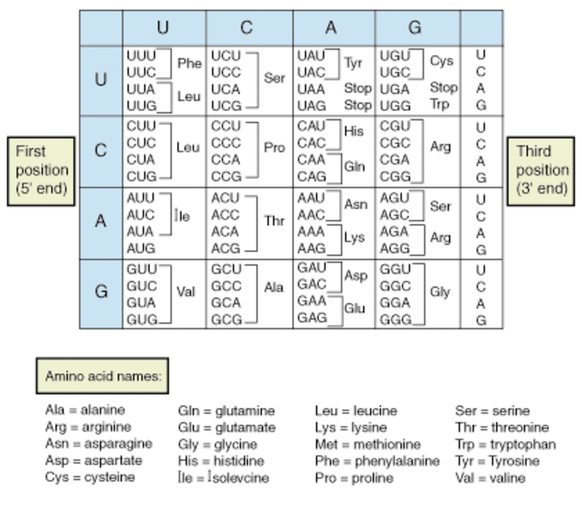 What Are Proteins? Making and Breaking Proteins HubPages
