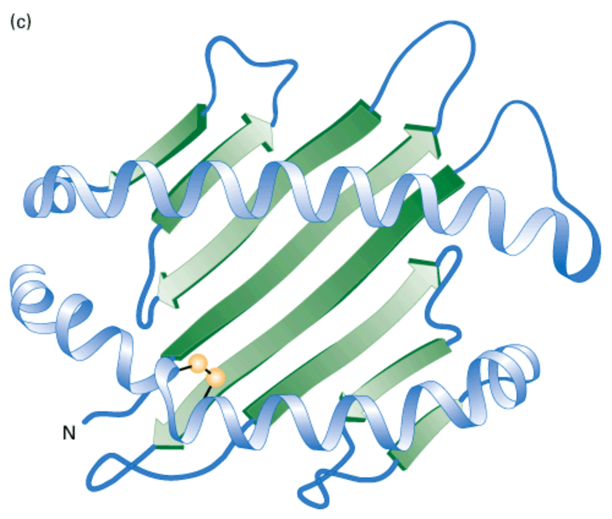 Biomolecules Jeopardy Template