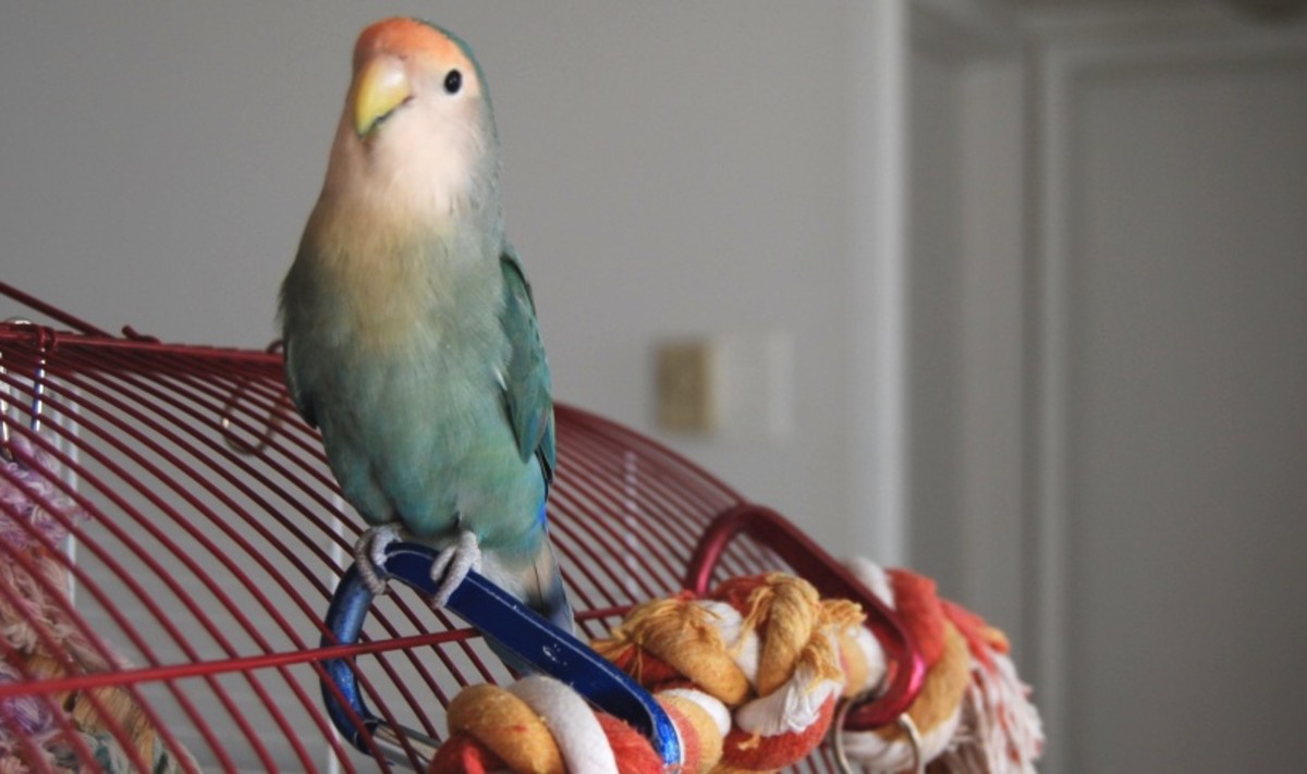 Wing Clipping Guide for Bird Owners PetHelpful