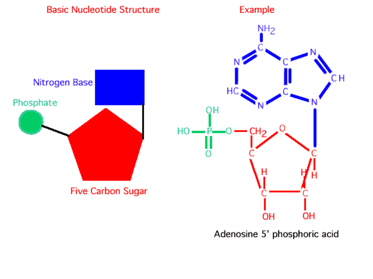 What is DNA? Nucleotides, Bases and Information Storage