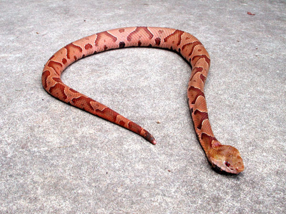 Is This Snake Venomous? Copperhead VS Corn Snake. HubPages
