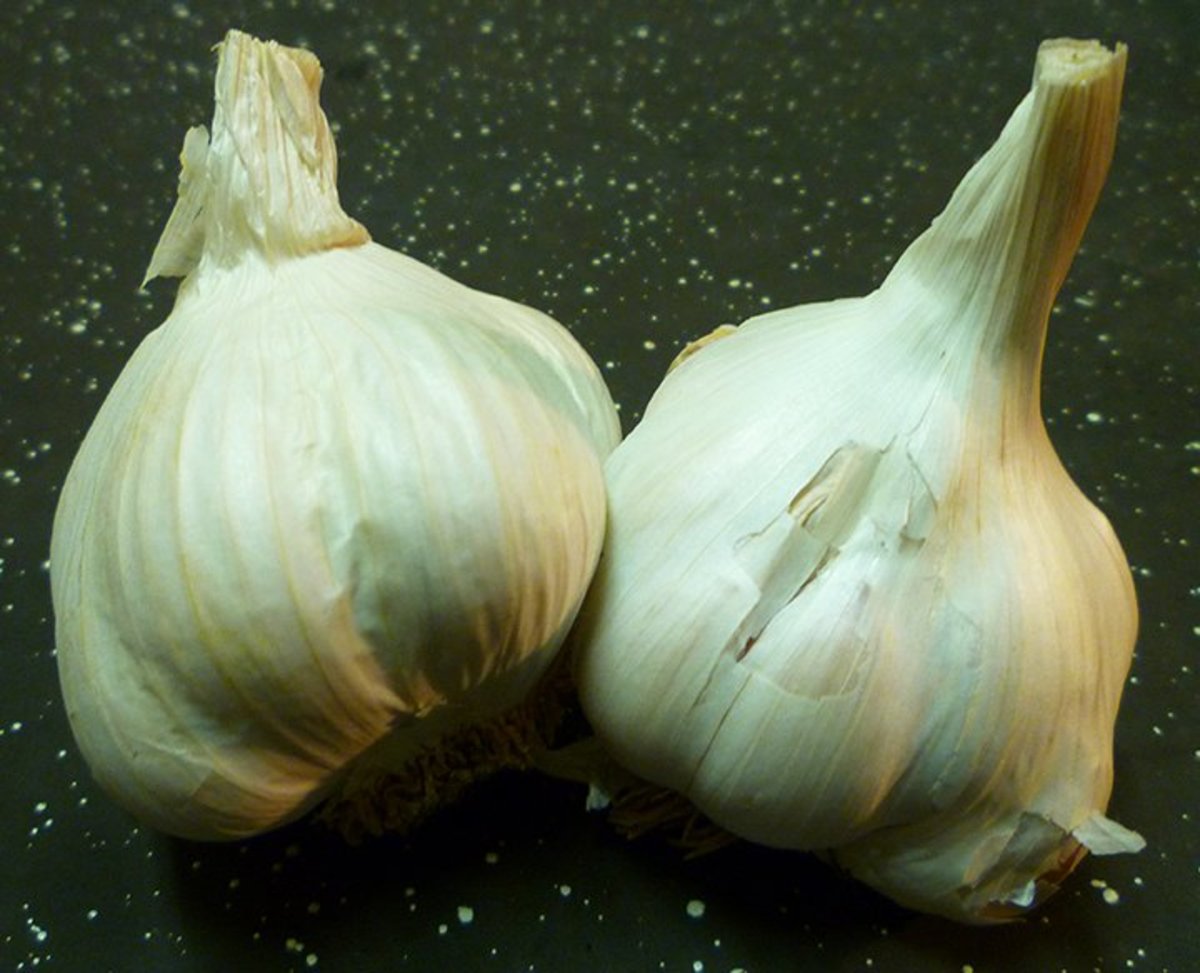 How to Make and Use Garlic Water Pesticide for Plants Dengarden