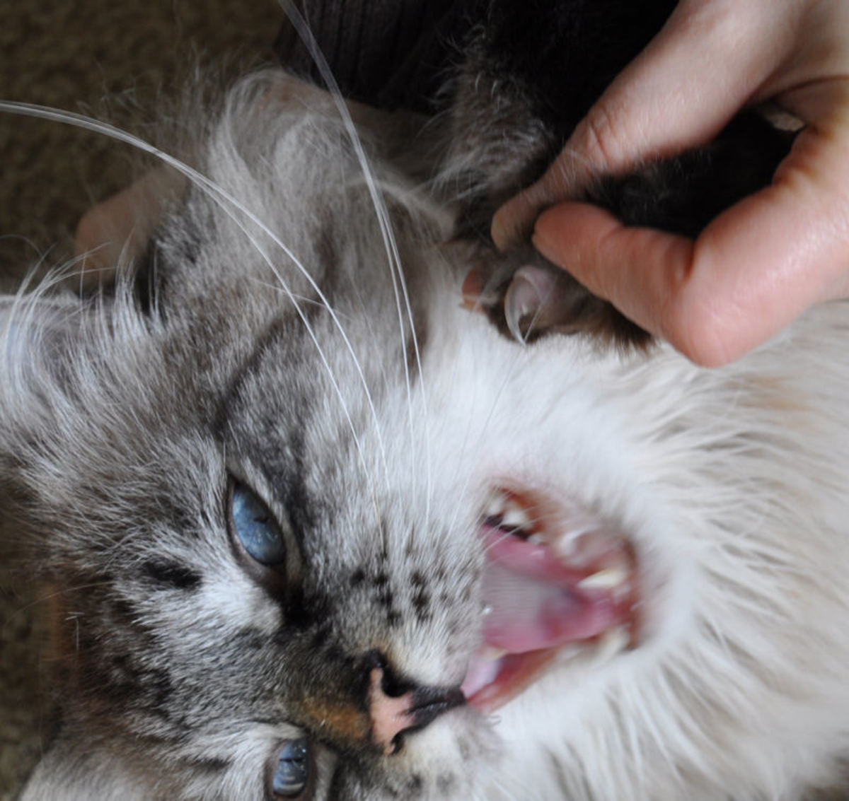 How to Safely Trim a Cat's Claws HubPages