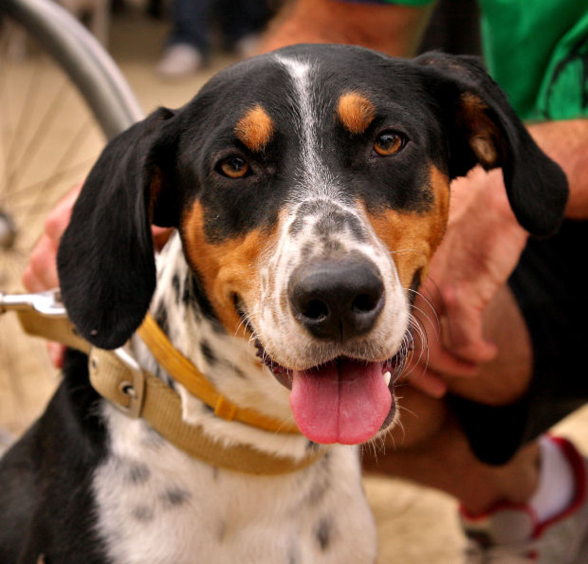 45 Cute Names for Female Hunting Dogs PetHelpful