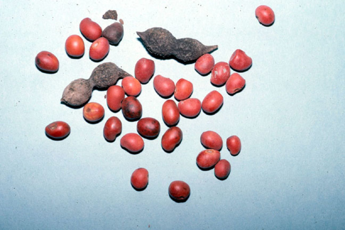 How to Grow Catha Edulis—Khat, Qat, Gat or Miraa Dengarden