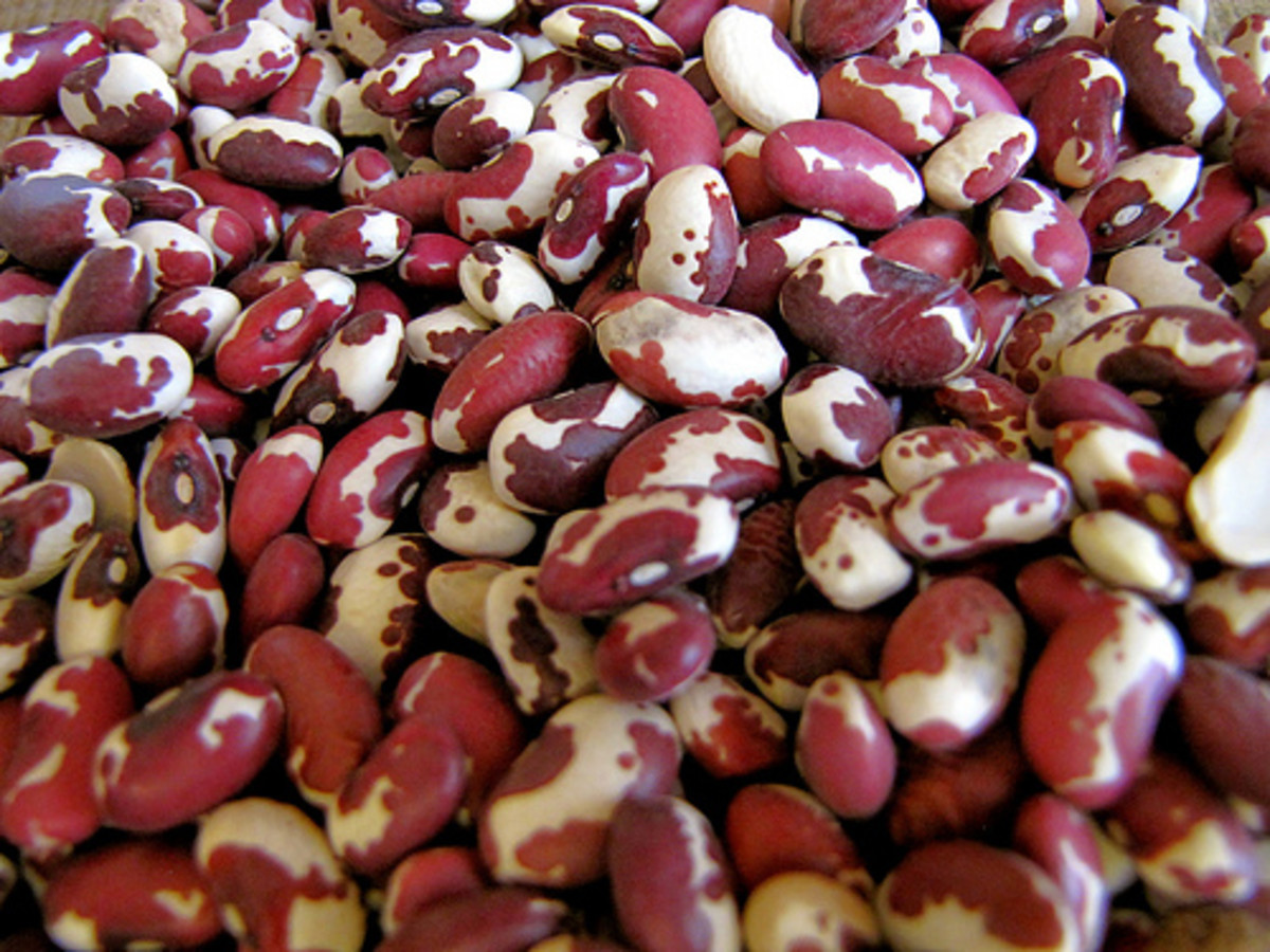 Types of Beans and How to Sort, Soak and Prepare Dry Beans HubPages