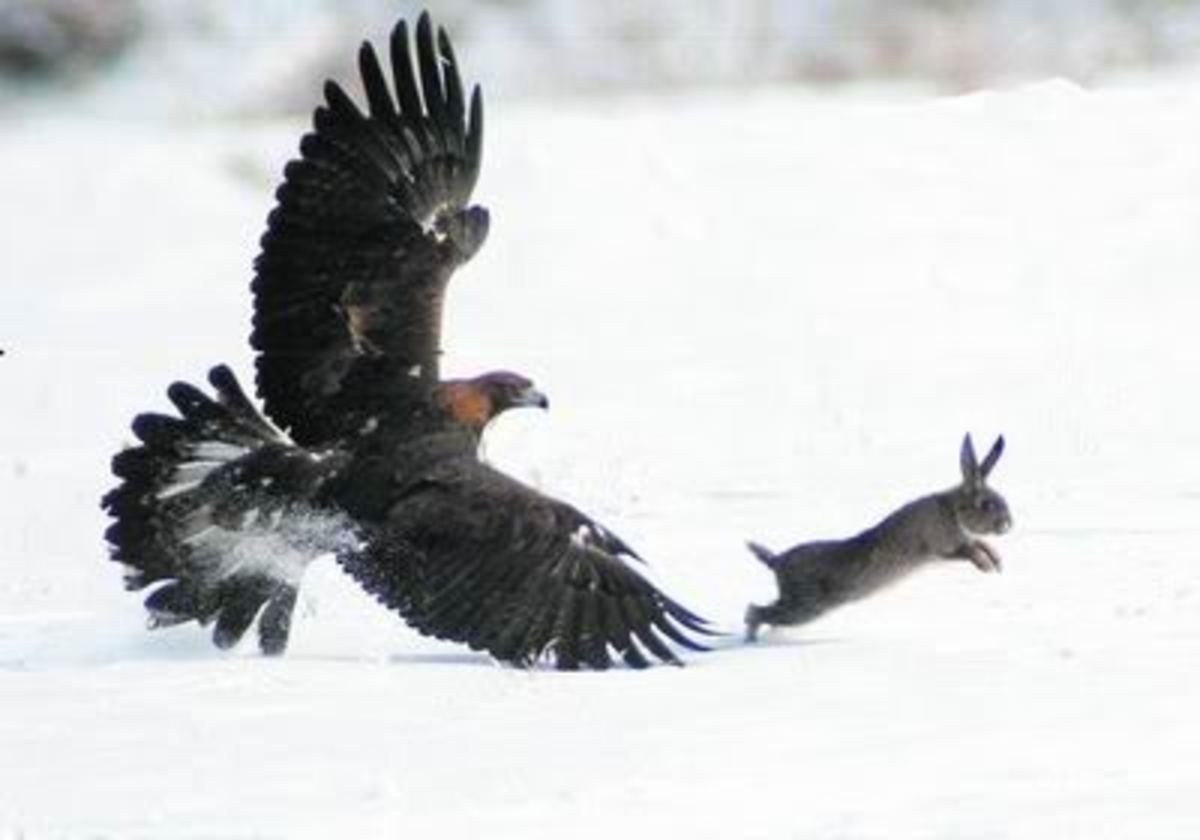 Protecting your pets from birds of prey HubPages