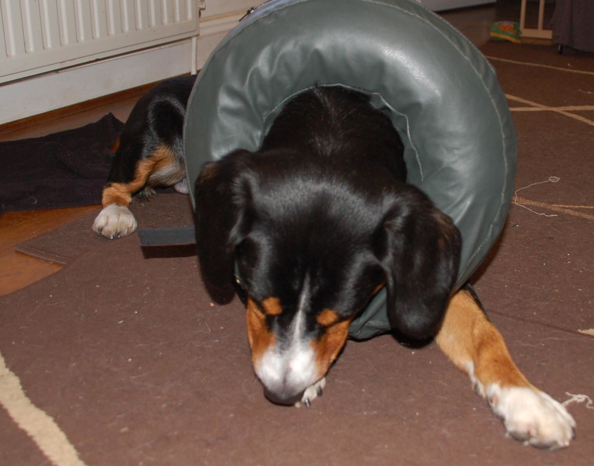 5 Comfy Alternatives to The Dreaded Cone of Shame Plus Review of the