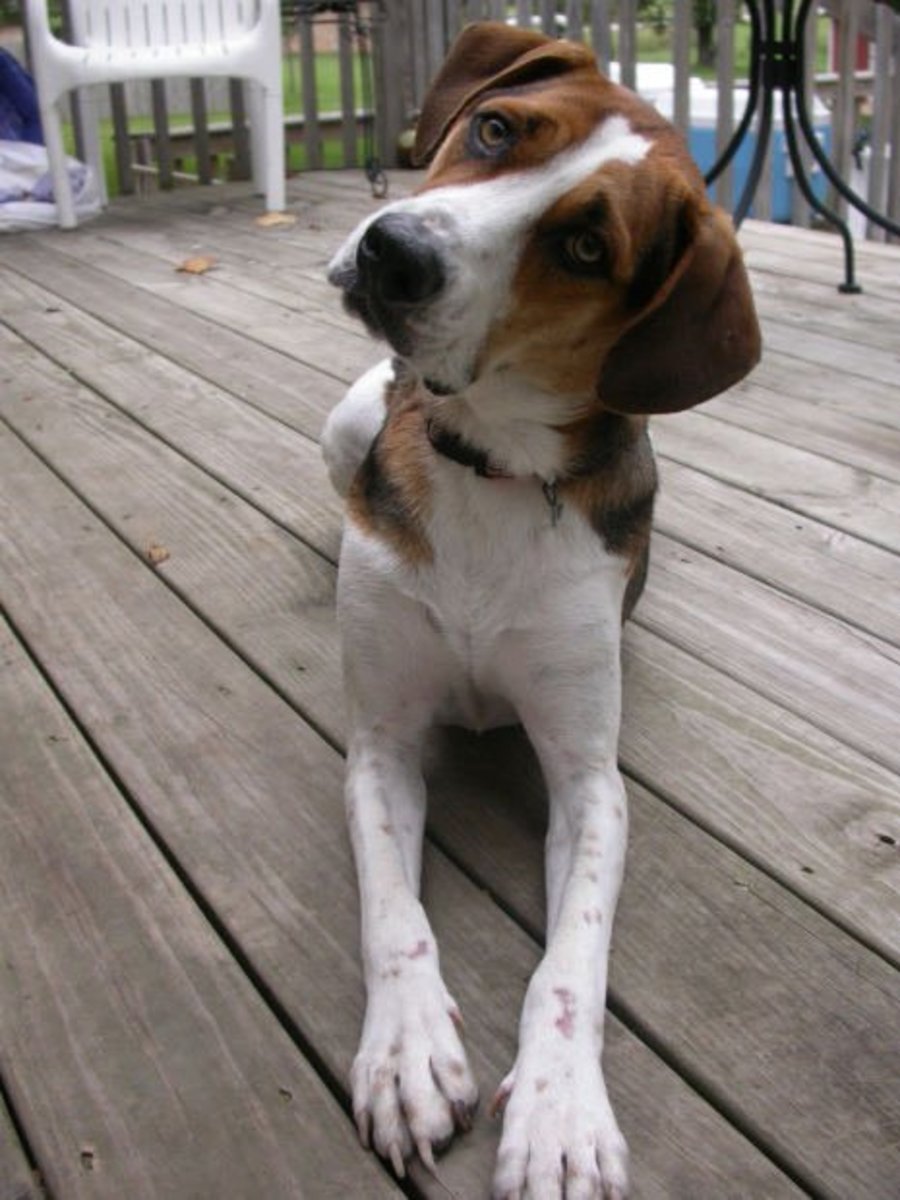 Understanding Your Dog's Orienting Reflex PetHelpful