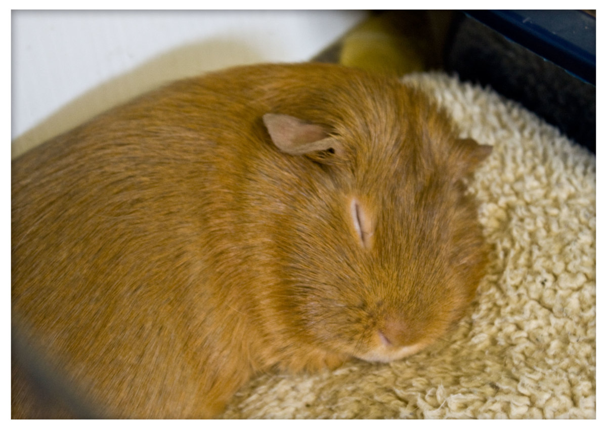 Guinea Pig Urine Chart A Visual Reference of Charts Chart Master