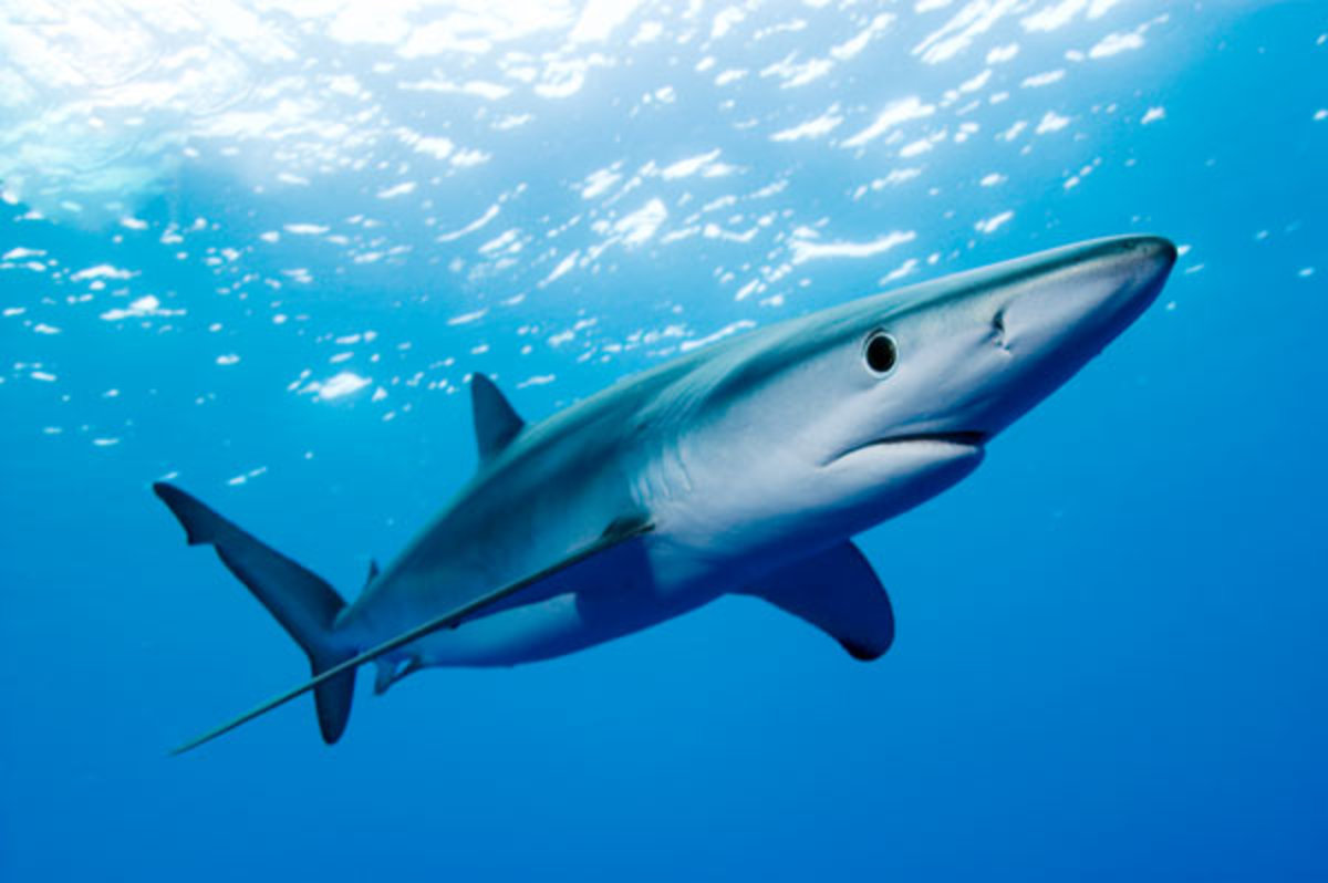 Facts About Blue Sharks HubPages