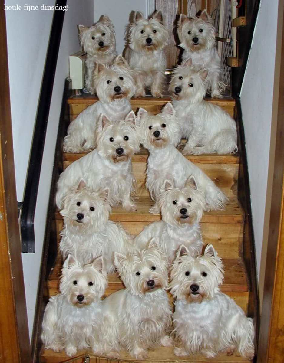 West Highland White Terriers Westies HubPages