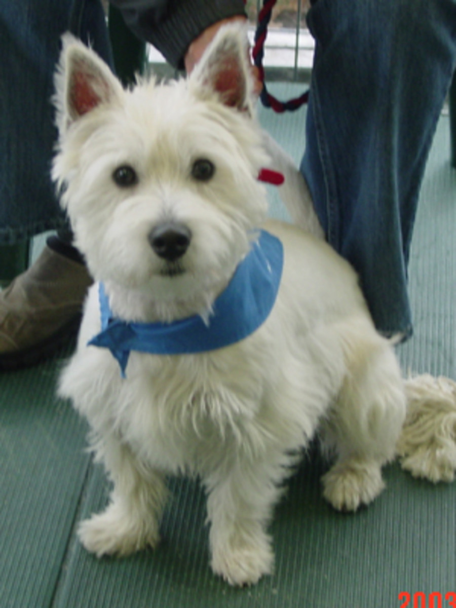 West Highland White Terriers Westies HubPages