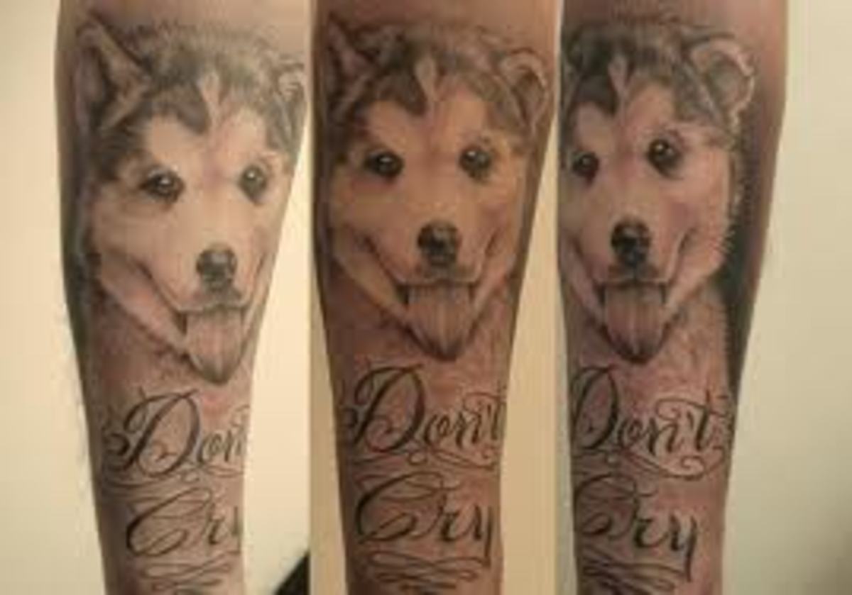 Siberian Husky Facts And Owner Tattoos HubPages