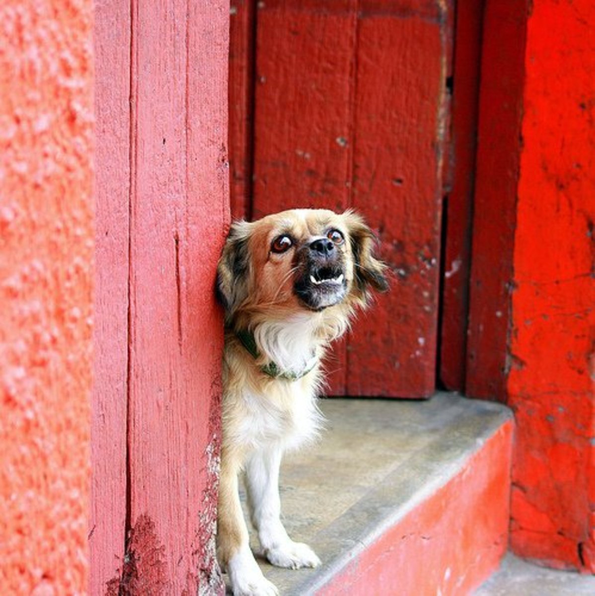 How to Stop a Dog From Barking Dog Training for Behavior