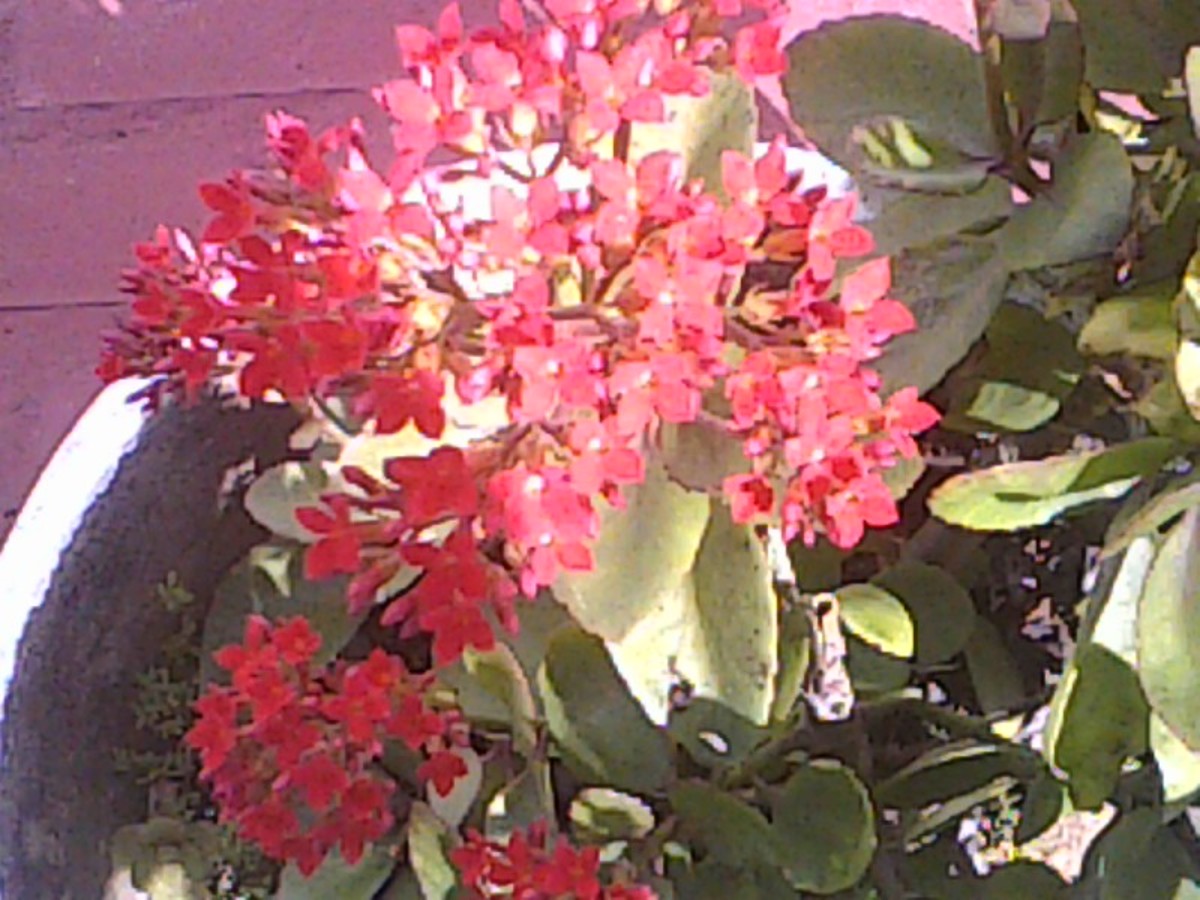 Kalanchoe Pinnata The "Wonder of the World" Plant RemedyGrove