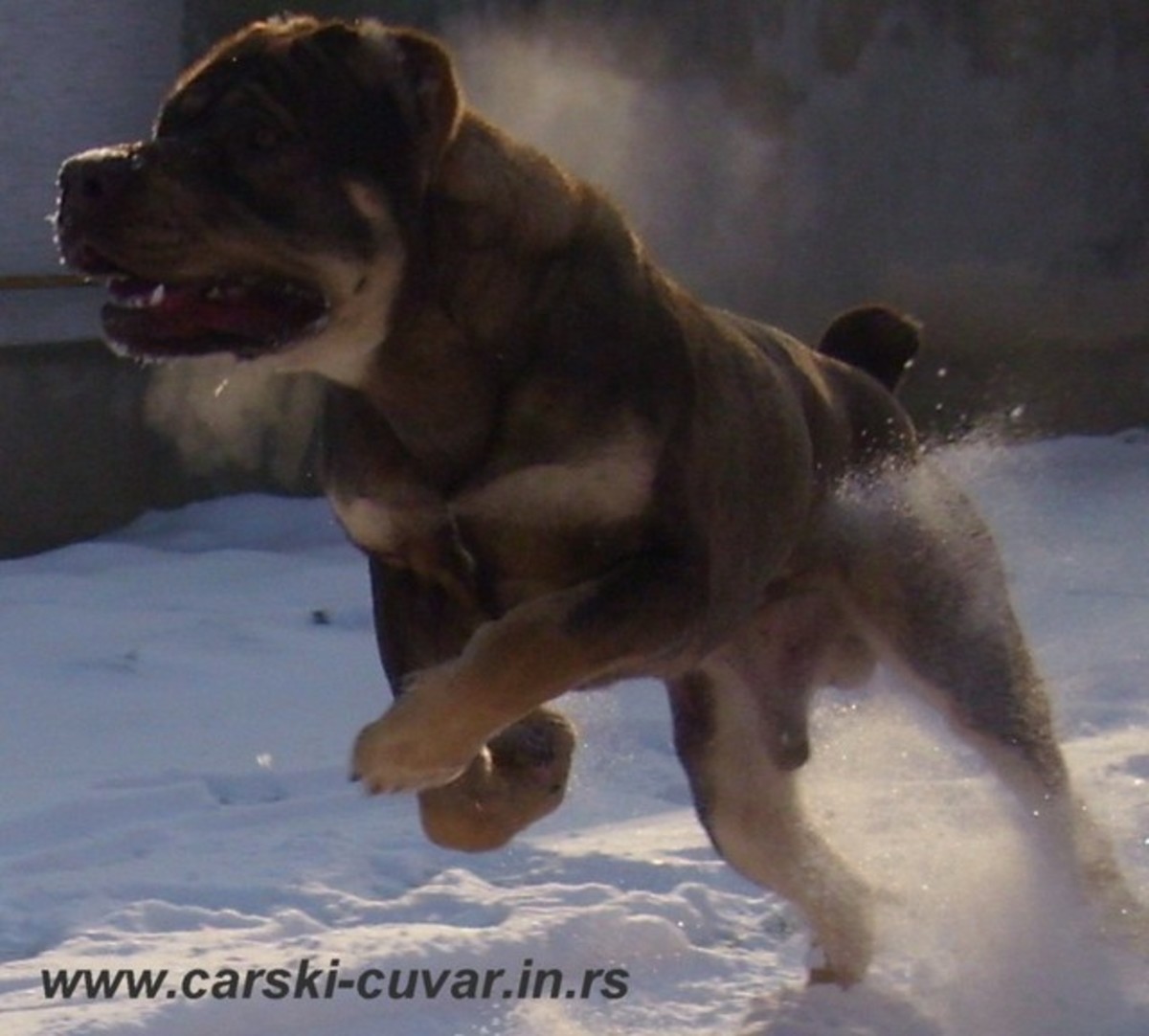 The Serbian Defense Dog, aka the Serbian Defence Dog HubPages