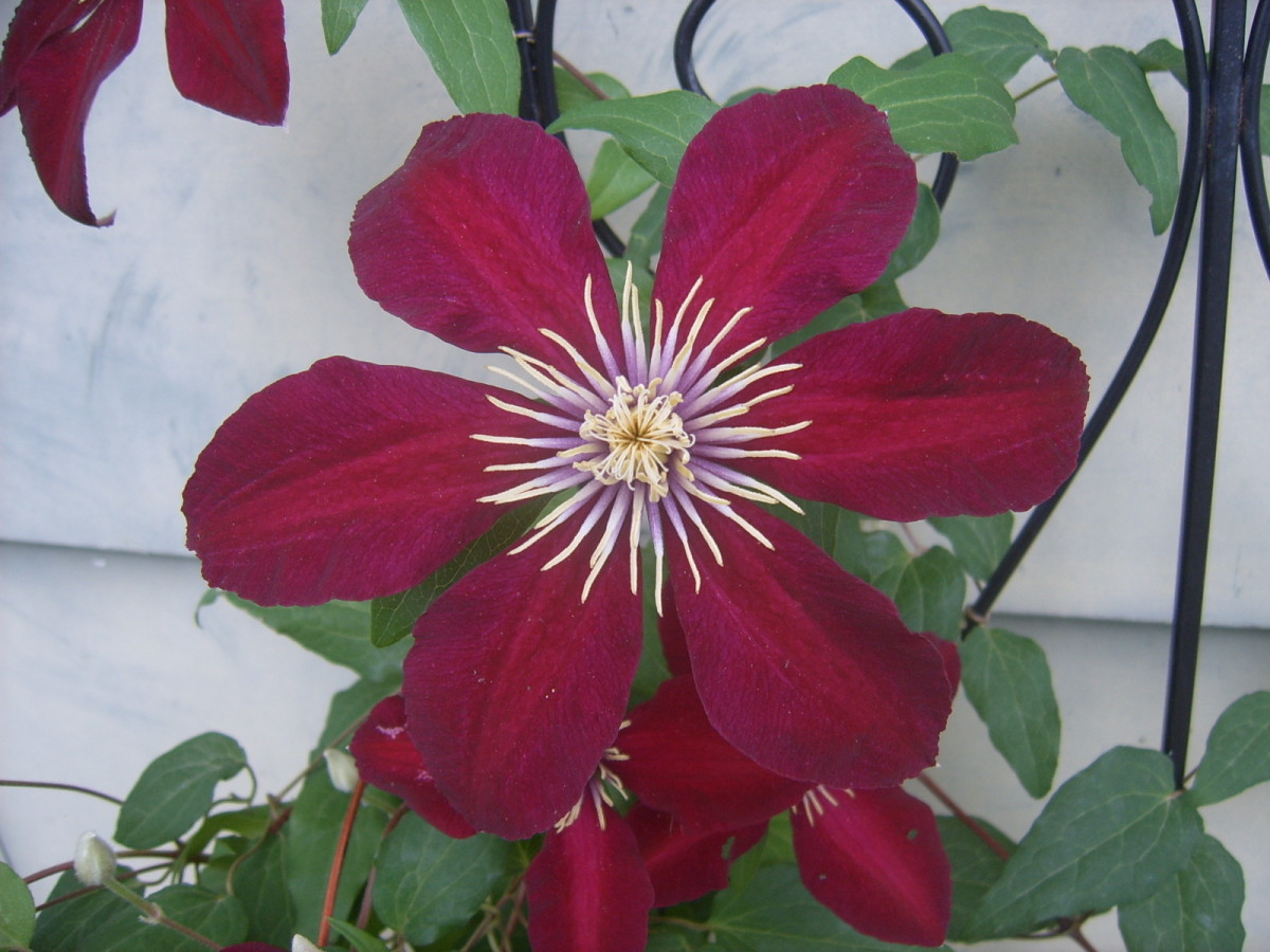 The Best Flowers For North Central Texas NoFuss Gardens HubPages