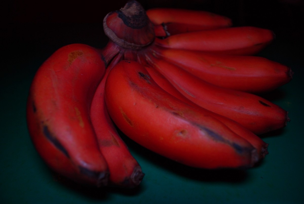 Kinds Of Bananas HubPages