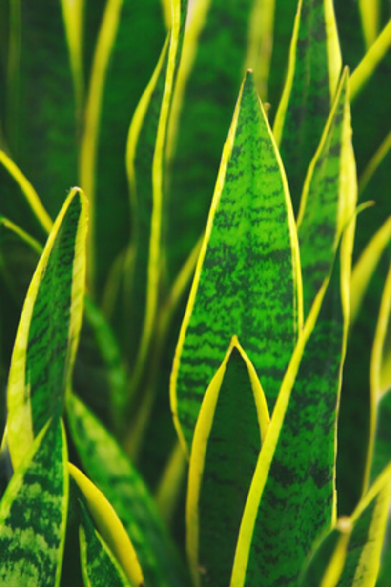 Sansevieria for Clean Air and Allergy Relief Dengarden