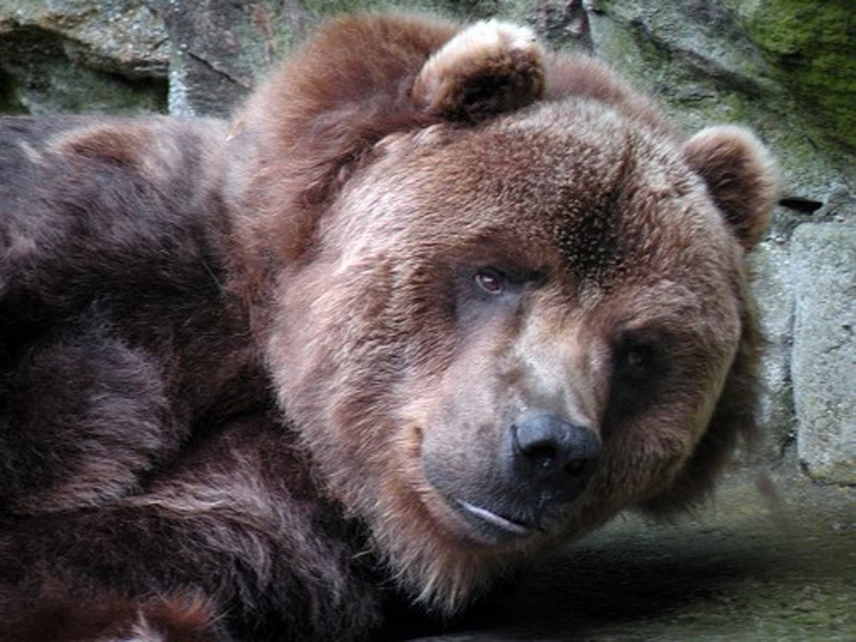 The Kodiak Bear the Largest Bears in the United States HubPages