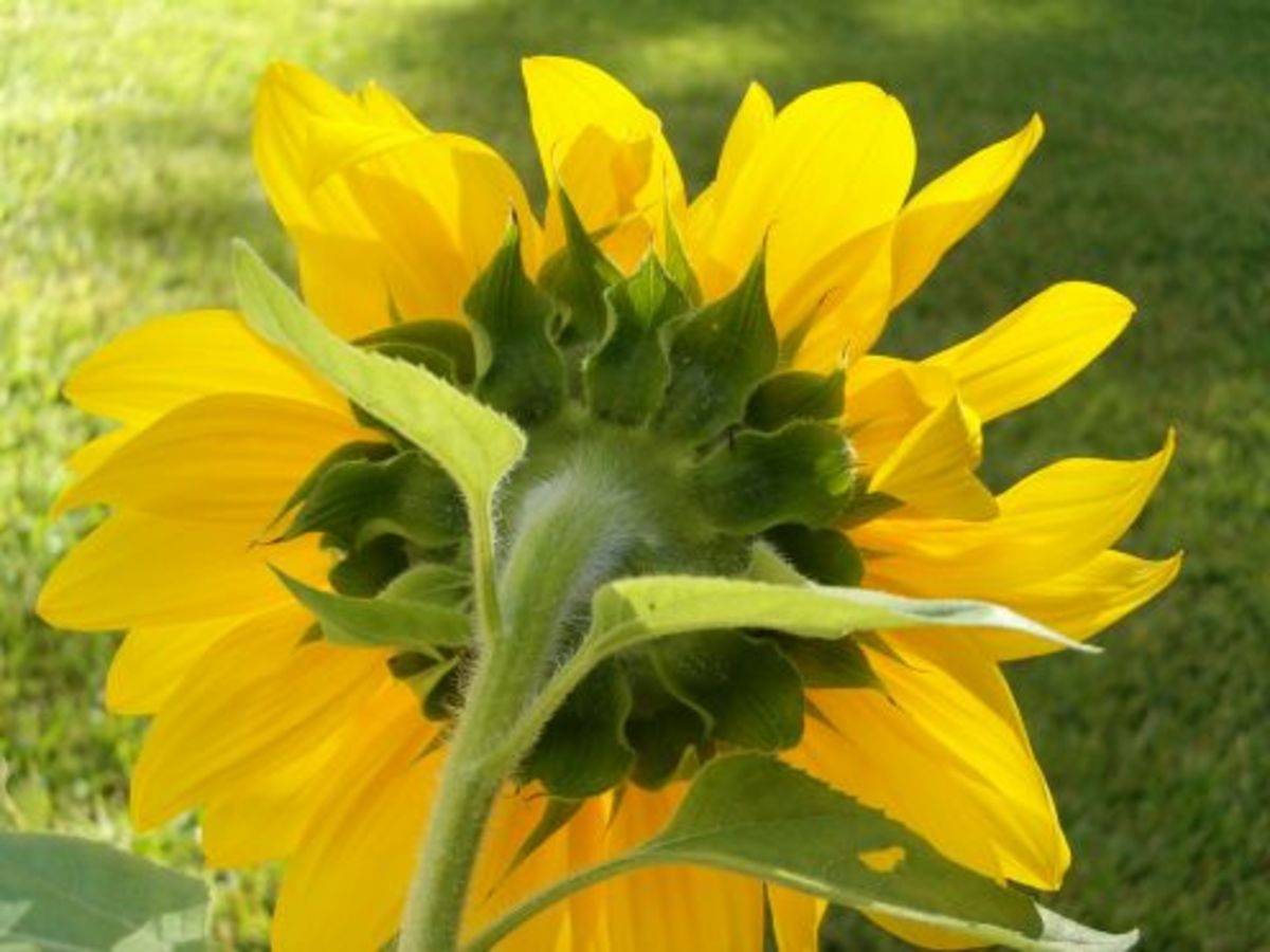 Dead Sunflowers How to Harvest the Seeds