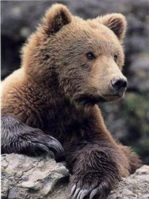 The Kodiak Bear The Largest Bears In the USA HubPages