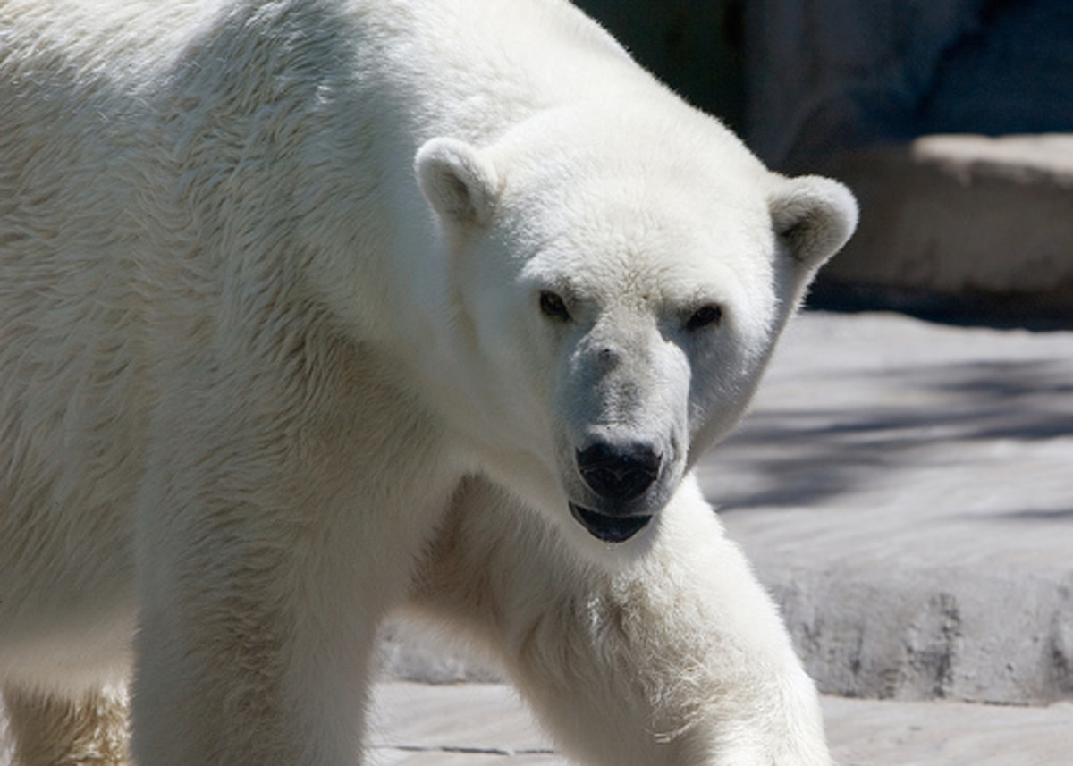 Polar Bear Facts HubPages