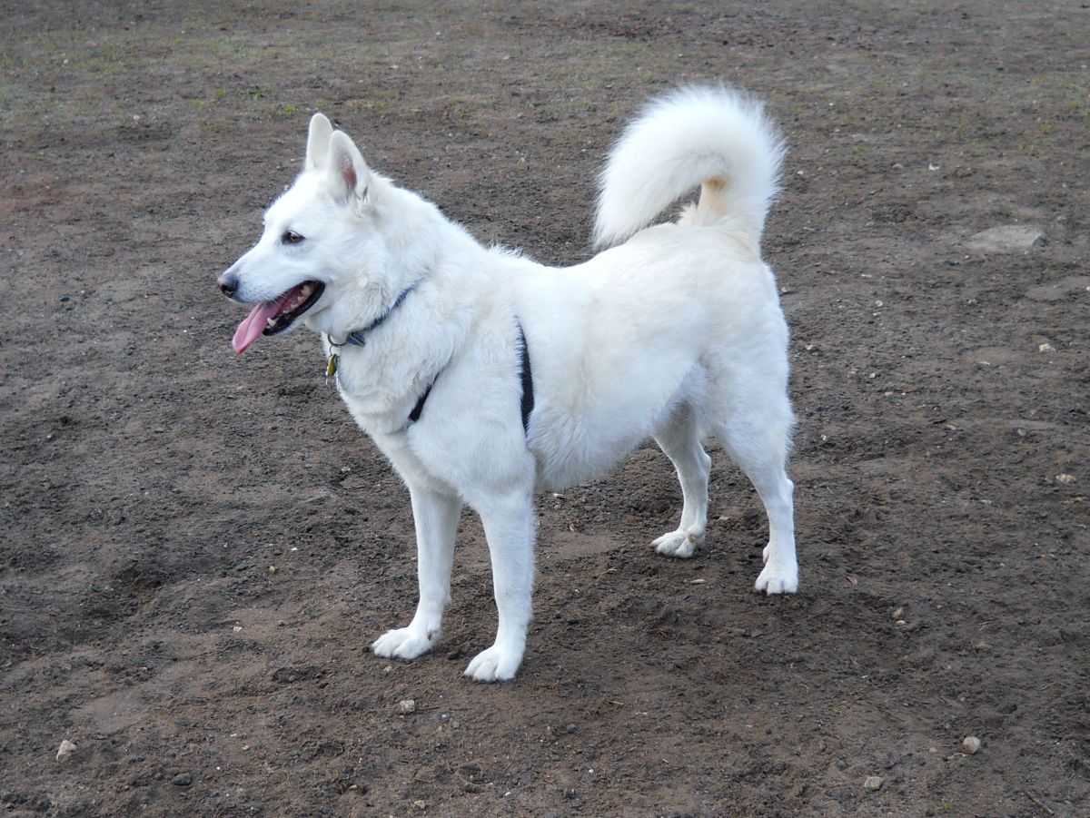 Orthopedic Surgery for a Dog Is It Worth It and How Much Does it Cost